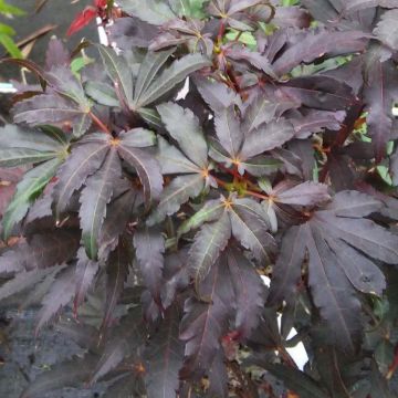 Acer palmatum Skeeters Broom - Japanse esdoorn