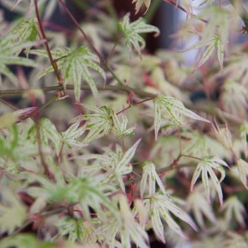 Acer palmatum Ukigumo - Japanse esdoorn