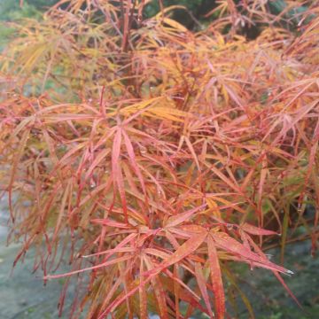 Acer palmatum var. linearilobum Villa taranto - Japanse esdoorn