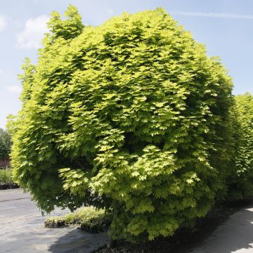 Acer platanoides Gurba - Noorse esdoorn