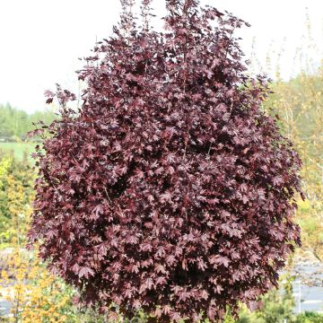 Acer platanoides Purple Globe - Noorse esdoorn