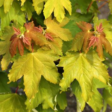 Acer pseudoplatanus Pruhonice - Gewone esdoorn
