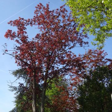 Acer platanoides Royal Red - Roodbladige Noorse esdoorn