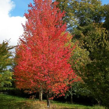 Acer rubrum Armstrong - Freemans esdoorn
