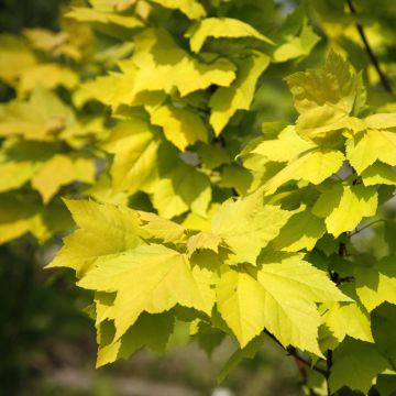 Acer rubrum Schocking Gold - Rode esdoorn