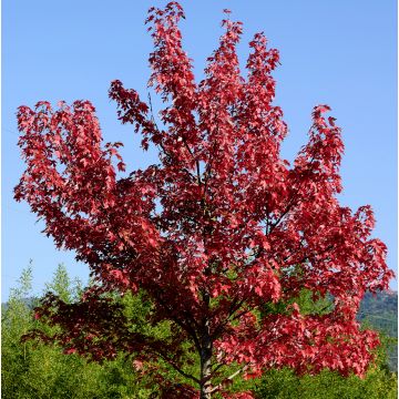Acer rubrum Summer Red - Rode esdoorn