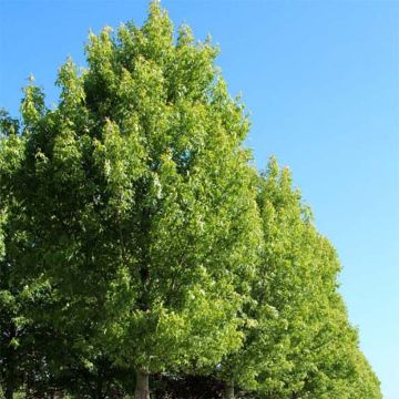 Acer saccharinum Pyramidale - Zilveresdoorn