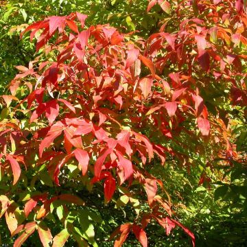 Acer triflorum - Driebloemige esdoorn