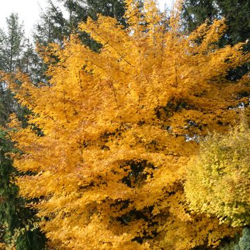 Acer x zoeschense Annae - Esdoorn