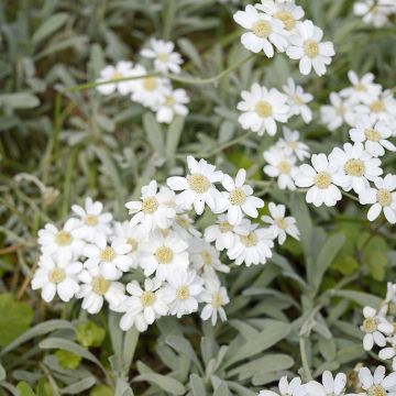 Achillea ageratifolia - Grieks duizendblad