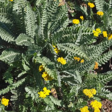 Achillea clypeolata - Duizendblad