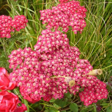 Achillea millefolium Petra - Duizendblad