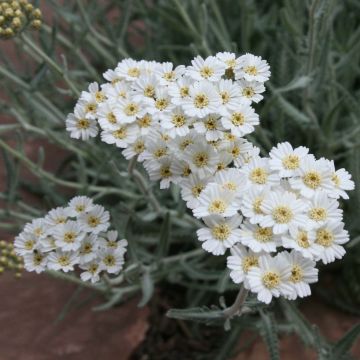 Achillea kellereri - Duizendblad
