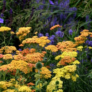 Achillea millefolium Desert Eve Terracotta - Duizendblad