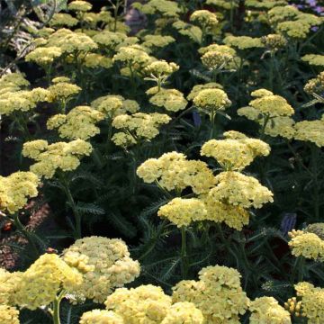 Achillea millefolium Desert Eve Yellow - Duizendblad