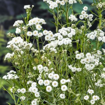 Wilde bertram - Achillea ptarmica