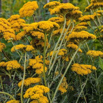 Achillea filipendulina Parker's Variety - Duizendblad
