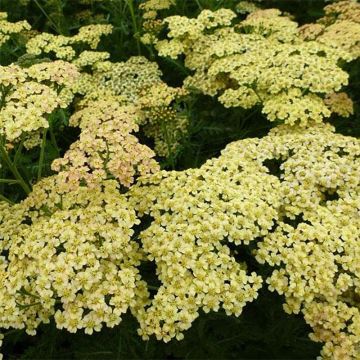 Achillea Hoffnung - Duizendblad