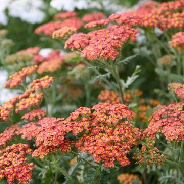 Achillea millefolium Walter Funcke - Duizendblad