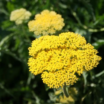 Achillea filipendulina Cloth of Gold - Duizendblad