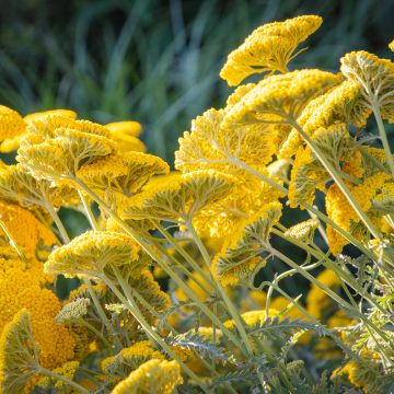 Achillea filipendulina Golden Plate - Duizendblad