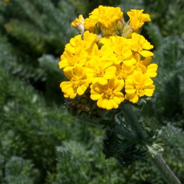 Achillea tomentosa Aurea - Duizendblad