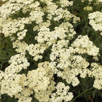 Achillea millefolium Alabaster - Duizendblad
