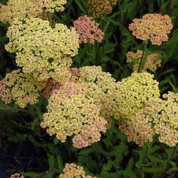 Achillea millefolium Hannelore Pahl - Duizendblad