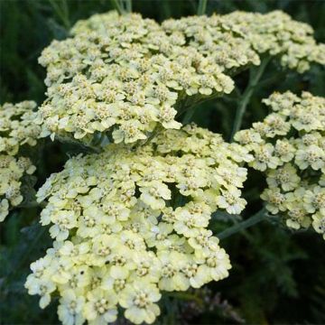 Achillea millefolium Hymne - Duizendblad