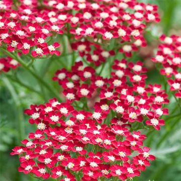 Achillea millefolium Peggy Sue - Duizendblad