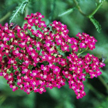 Achillea millefolium Red Beauty - Duizendblad