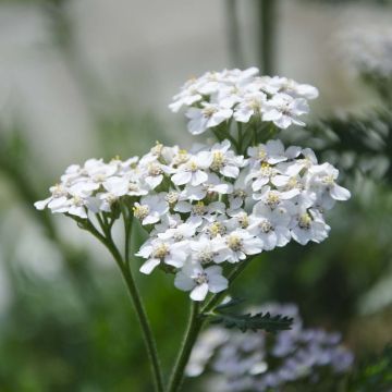 Achillea millefolium White Beauty - Duizendblad