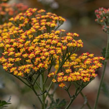 Achillea millefolium Feuerland - Duizendblad