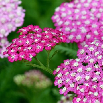 Achillea millefolium New Vintage Violet - Duizendblad
