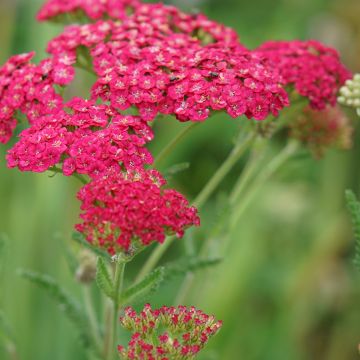 Achillea millefolium Pomegranate - Duizendblad