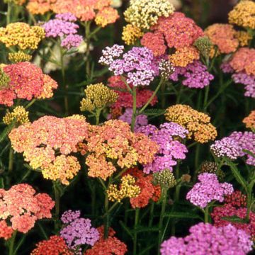 Achillea millefolium Summer Pastels - Duizendblad