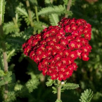 Achillea millefolium Summerwine - Duizendblad