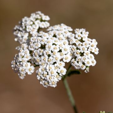 Achillea odorata - Wilde bertram