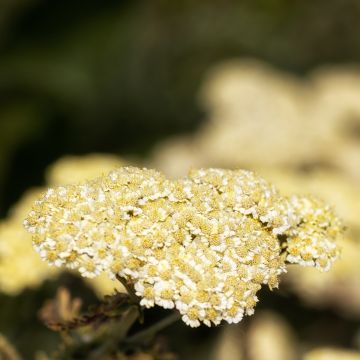 Achillea taygetea - Duizendblad
