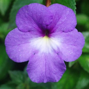 Achimenes x hybridum Blauw - Weduwetranen