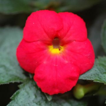Achimenes x hybridum Rood - Weduwetranen