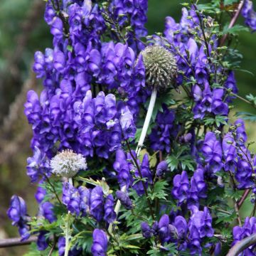 Aconitum pubiceps - Monnikskap