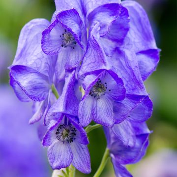 Aconitum carmichaelii (zaad) - Monnikskap