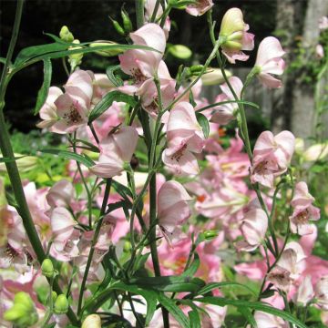 Aconitum Pink Sensation - Monnikskap