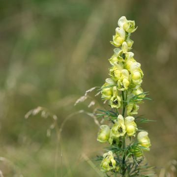 Aconitum anthora - Gele monnikskap