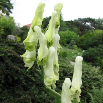 Aconitum lamarckii - Monnikskap