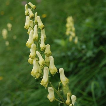 Aconitum lycoctonum subsp. neapolitanum - Monnikskap