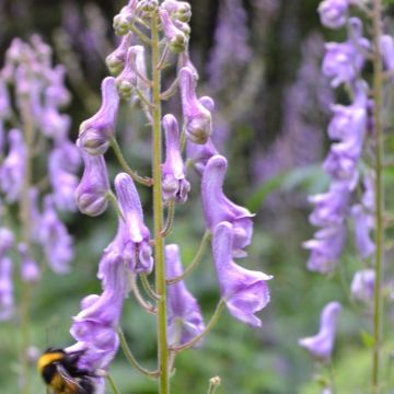 Aconitum scaposum - Monnikskap