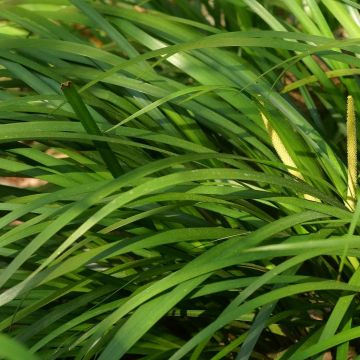 Acorus gramineus Variegata - Dwergkalmoes