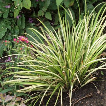 Acorus gramineus Licorice - Dwergkalmoes